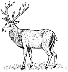 Deer