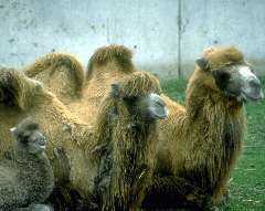 Bactrian Camel