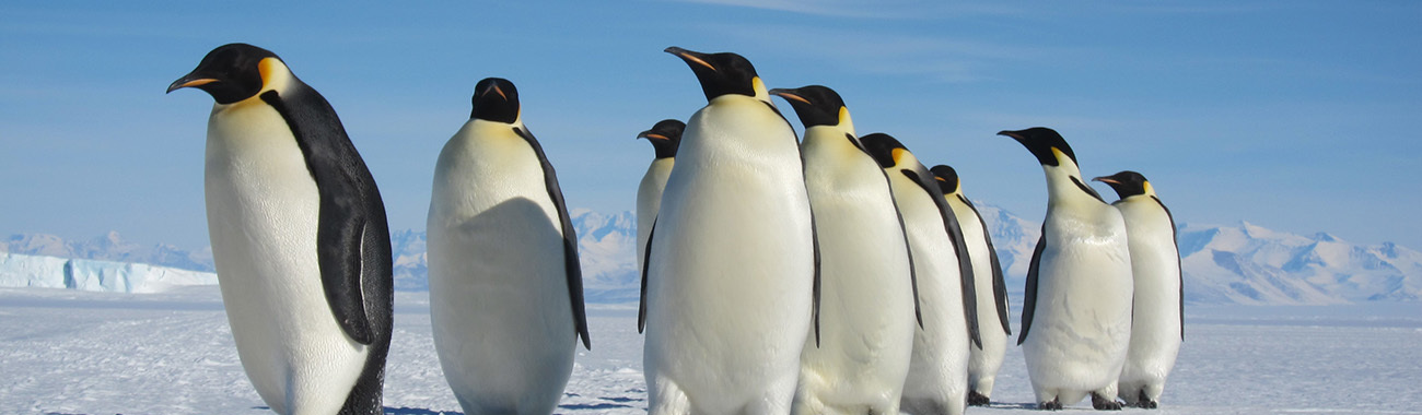 Penguin (Emperor) - Breeding | Young People's Trust For the Environment