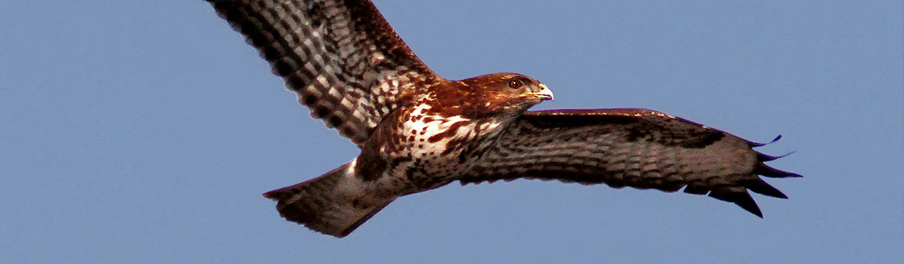 Buzzard - Overview | Young People's Trust For the Environment