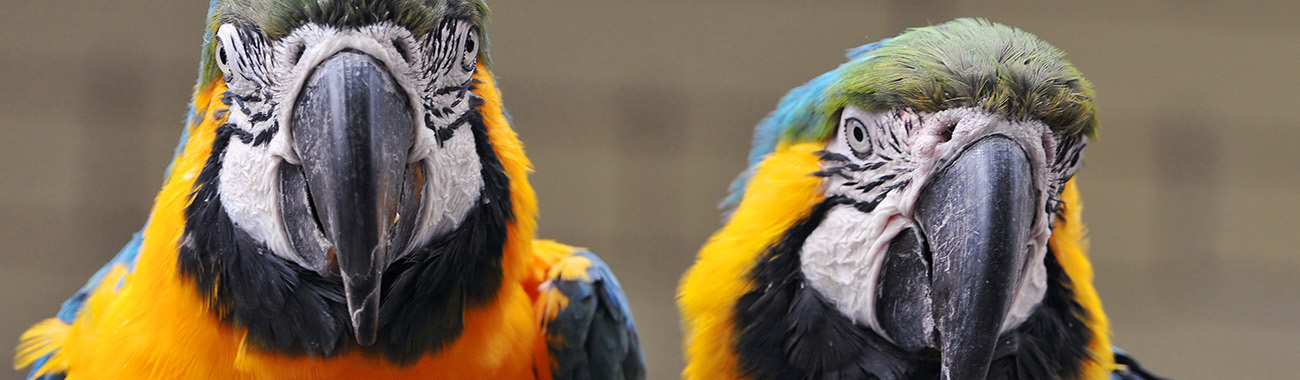 Macaw - Threats to the Macaw | Young People's Trust For the Environment