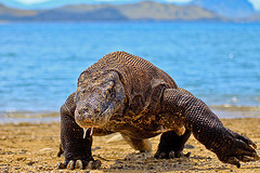 Komodo Dragon © Adhi Rachdian CC BY 2.0