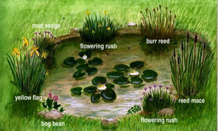 a garden pond