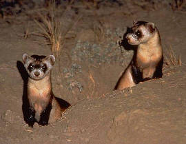 Black Footed Ferret