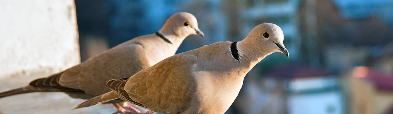 Birds In The City Birds In The City Young People S Trust For The Environment