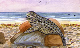 Illustration of a Grey Seal basking