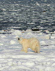 Polar Bear - Dungarees © Emma Bishop CC BY 2.0