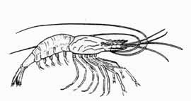 Common prawn