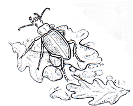 Ground Beetle