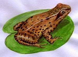 A Guide to Caring for Leopard Frogs as Pets