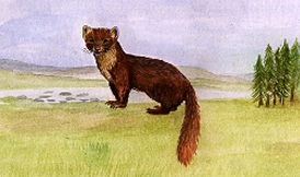 PIne Marten