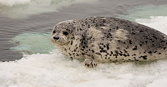 Ice Seal