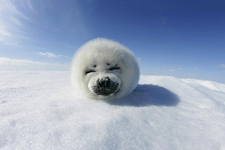 Picture of a Harp Seal pup