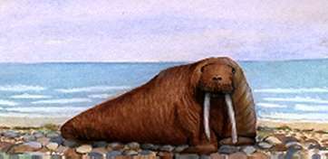 Illustration of a walrus