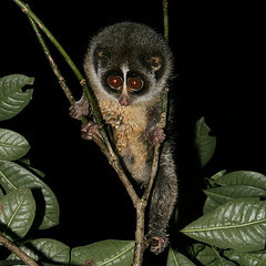 Slender Loris © Rikkis Refuge CC BY 2.0