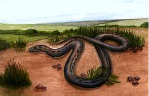 Illustration of a Smooth Snake