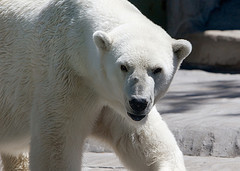 polarbear_flickr_longhorndave