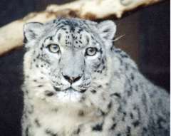 Snow leopards in Mongolia - People's Trust for Endangered Species