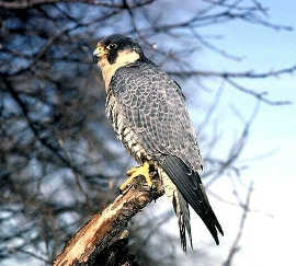 Peregrine Falcon