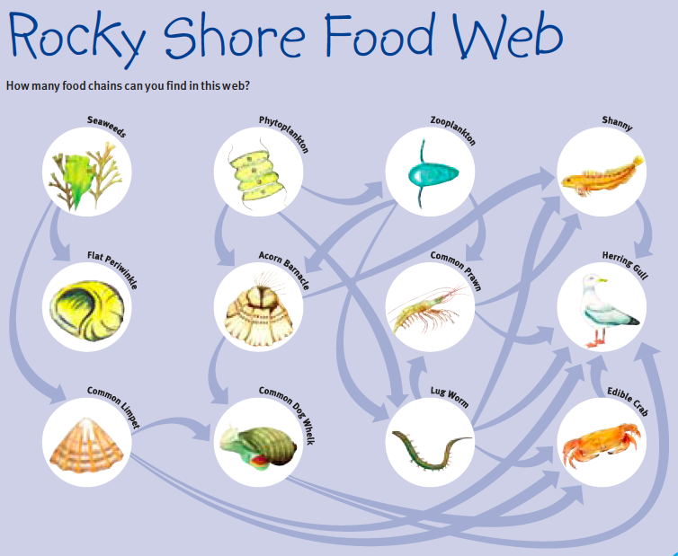 Rocky Shore Food Web