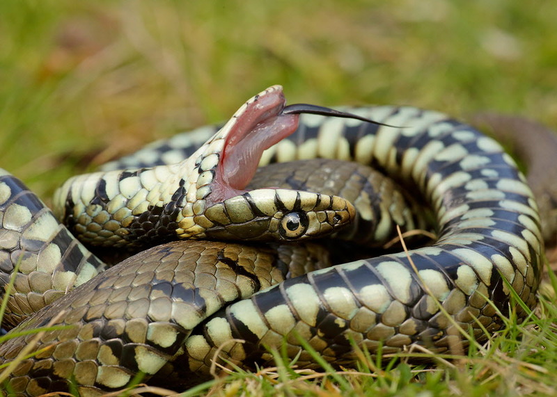 Grass snake - Grass snakes and humans | Young People's ...