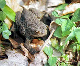 Toad