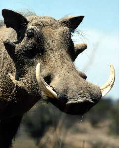 Picture of a warthog