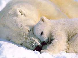 Polar bear Mother and Baby