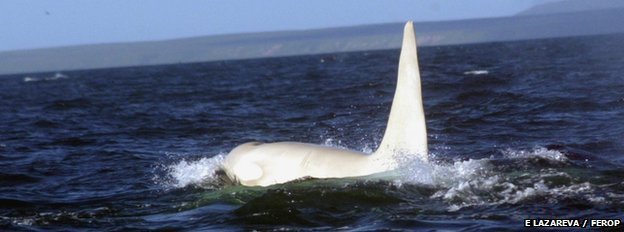 Picture taken of white killer whale off east coast of Russia