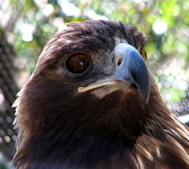 A Golden Eagle at San Francisco Zoo by ManYee DeSandies at pics4learning.com)