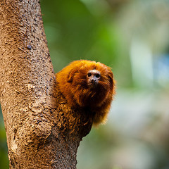 Golden Lion Tamarin © Sebastian Bergmann CC BY-SA 2.0