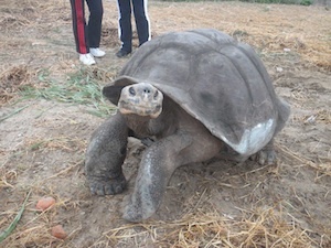 Picture of George the Galapagos Tortoise