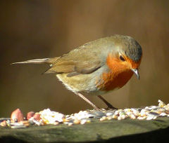 PIcture of a European Robin on a bird table