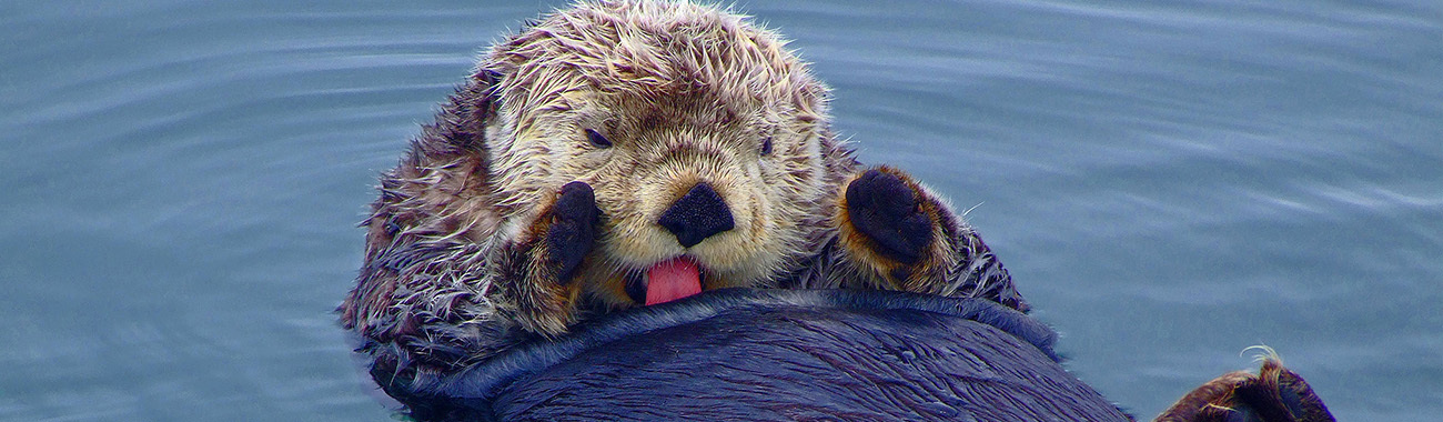 Otter (Sea) - Overview | Young People's Trust For the Environment