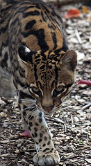 Ocelot - Flickr - © Tony Hisgett CC BY 2.0