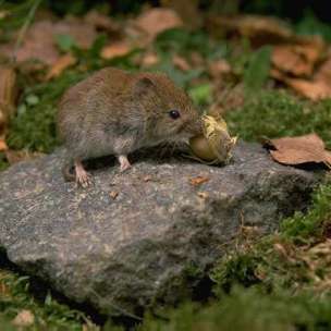 Picture of a field vole