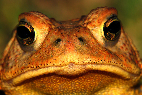 Golden Poison Frog: Species in World Land Trust reserves