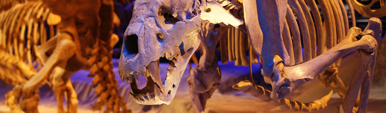 Extinction - Natural Extinction | Young People's Trust For the Environment