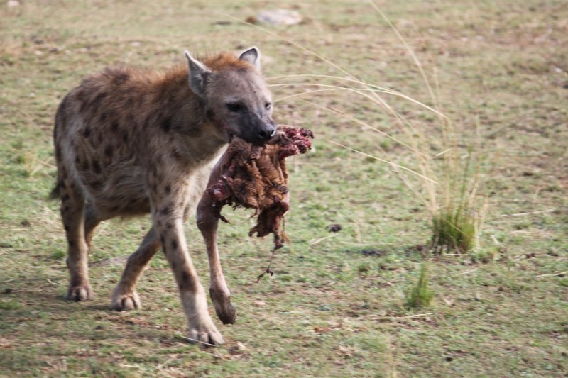 Hyaenas - Food and Hunting | Young People's Trust For the Environment