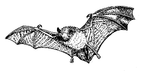 Natterer's Bat