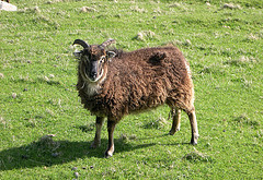 Soay Sheep © og2t ou gee tew tee CC BY 2.0