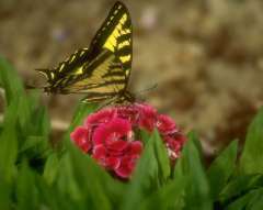 Swallowtail Butterfly