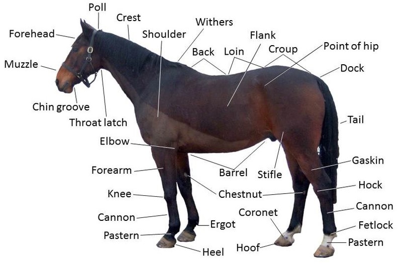 horse-terms-related-to-riding-racing-and-betting