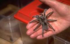 Picture of a tarantula in a man's hand