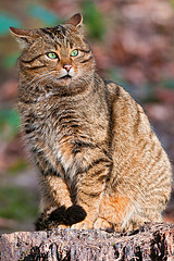 Wild Cat - Flick © Tambako the Jaguar CC BY-ND 2.0