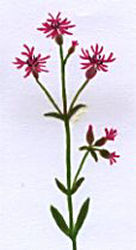 Ragged Robin