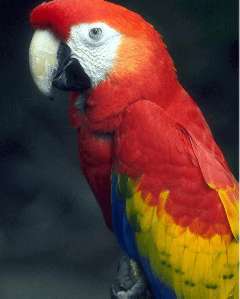 Macaw