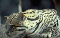 Ocelot