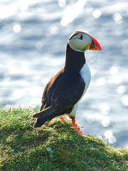 Puffin © Pete + Lynne CC BY-ND 2.0