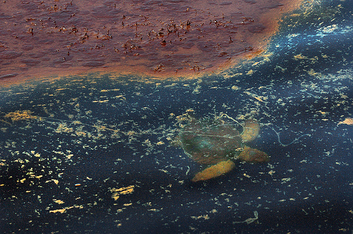 An endangered Kemp's Ridley turtle swims out from under the oil at the location of the Deepwater Horizon oil spill.